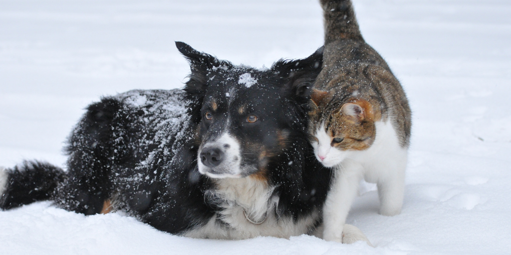 More Americans to buy gifts for pets than in-laws, survey finds