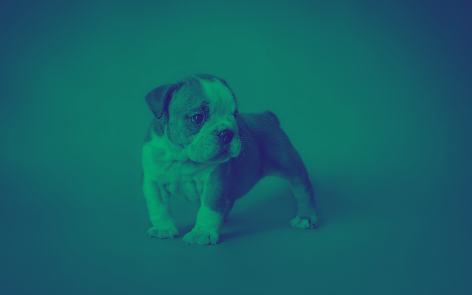 rare-green-puppy-is-born-absolutely-adorable-z93