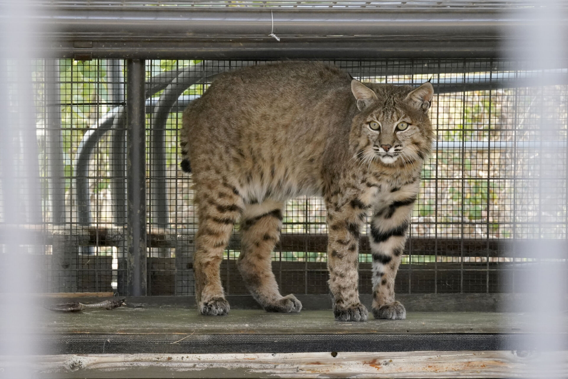 WISCONSIN SHERIFF RESCUES BOBCAT TRAPPED UNDER CAR - Z93